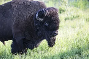 Ungulate Prints: United States, Montana, National Bison Range, Bison