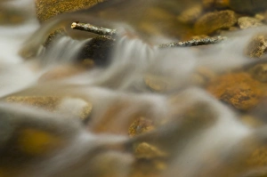 Images Dated 13th October 2005: United States, New Hampshire, Harts Location, White Mountain National Forest, small