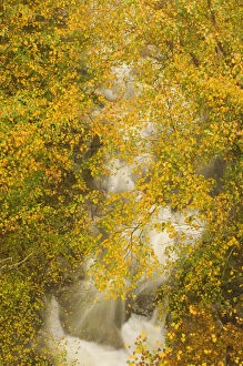 Images Dated 9th October 2005: United States; New Hampshire; Lincoln; Franconia Notch State Park, fall foliage hanging