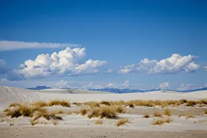 Images Dated 14th January 2010: United States, New Mexico, White Sands National Monument, Landscape of Brush, Sand