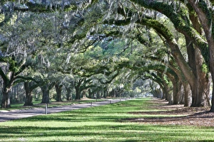 Mature Prints: United States, North Carolina, Charleston, Trees Forming Canopy over Drive at Boone Hall