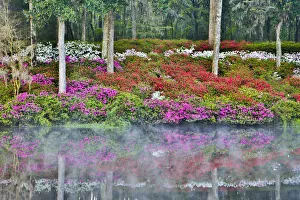 Natural Beauty Prints: United States, North Carolina, Charleston, Middleton Place, Azaleas Reflecting in