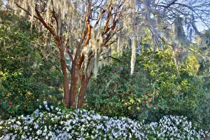 United States, North Carolina, Charleston, Middleton Place, Tree with Azaleas