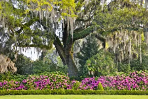 Images Dated 30th March 2016: United States, North Carolina, Charleston, Middleton Place, Moss-Covered Tree and Azaleas