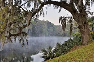 Images Dated 30th March 2016: United States, North Carolina, Charleston, Middleton Place, Early Morning Mist