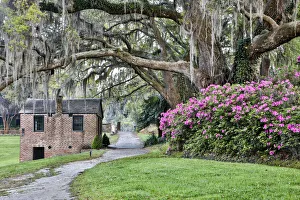 Images Dated 30th March 2016: United States, North Carolina, Charleston, Middleton Place, Pathway Through the Plantation