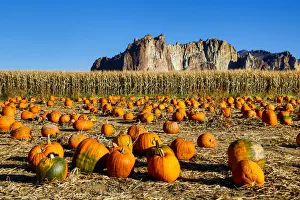 Grain Prints: United States, Oregon, Bend, Pumpkin Harvest