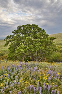 Images Dated 20th April 2016: United States, Oregon, Columbia River Gorge, Field Along Dalles Mountain Road