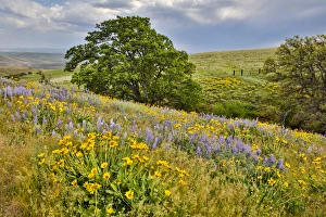 Images Dated 20th April 2016: United States, Oregon, Columbia River Gorge, Field Along Dalles Mountain Road