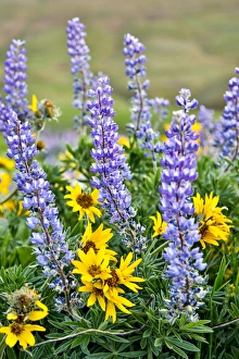 Images Dated 21st April 2016: United States, Oregon, Columbia River Gorge, Close-Up of Lupen and Black-Eyed Susan