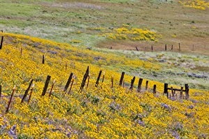 United States, Oregon, Columbia River Gorge, Field Along Dalles Mountain Road
