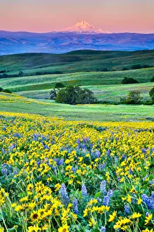 United States, Oregon, Columbia River Gorge, Landscape of Field and Mt. Hood
