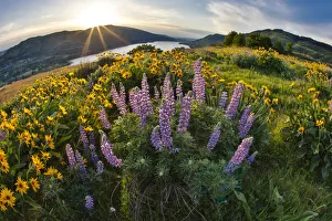 Images Dated 22nd April 2016: United States, Oregon, Columbia River Gorge, Rowena Crest at Sunrise