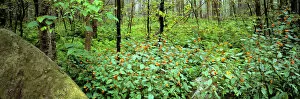United States, Pennsylvania, Wyoming SP. Red-blossomed jewelweed flourishes in Wyoming State Park
