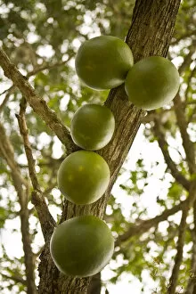 Images Dated 4th April 2008: United States, Puerto Rico, Ponce. Gourds on calibash vine