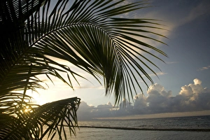 United States, Puerto Rico, Vieques. Palm trees, beach and Caribbean Sea
