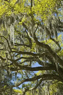 Corey Hilz Prints: United States; South Carolina; Ace Basin National Estuarine Research Reserve, live