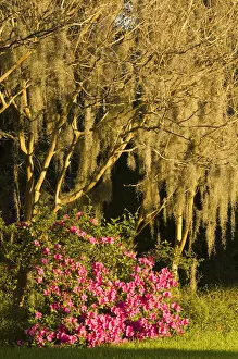 Images Dated 3rd April 2006: United States; South Carolina; Charleston; Magnolia Plantation, azaleas and crepe