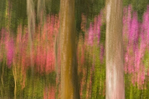 Images Dated 8th April 2006: United States; South Carolina; Charleston; Magnolia Plantation, multiple expsoure of trees