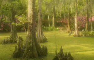 Images Dated 8th April 2006: United States; South Carolina; Charleston; Magnolia Plantation, bald cypress trees
