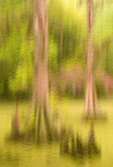 Images Dated 8th April 2006: United States; South Carolina; Charleston; Magnolia Plantation, multiple expsoure