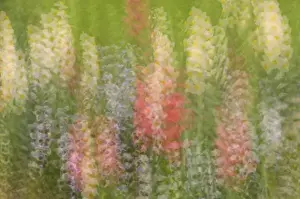 United States; South Carolina; Charleston; Magnolia Plantation, multiple exposure