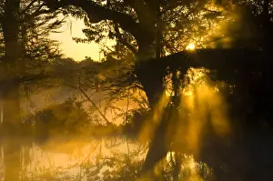 Images Dated 9th April 2006: United States; South Carolina; Charleston; Magnolia Plantation, shafts of sunlight