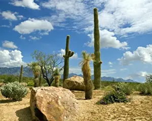 Cluster Prints: United States, State of Arizona. Saguaro Cactus (Carnegiea gigantea)