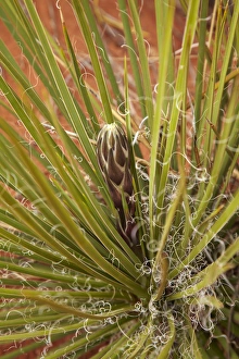 Images Dated 17th April 2014: United States, Utah / Arizona Border, Navajo Nation, Monument Valley, Yucca plant