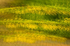 Images Dated 23rd July 2005: United States, Virginia, Alexandria, Green Spring Gardens Park Multiple exposure