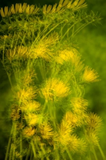 Images Dated 23rd July 2005: United States, Virginia, Alexandria, Green Spring Gardens Park Multiple exposure