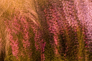 Images Dated 23rd July 2005: United States, Virginia, Alexandria, Green Spring Gardens Park Multiple exposure