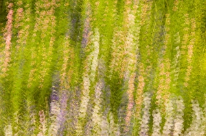 Images Dated 10th August 2005: United States, Virginia, Alexandria, Green Spring Gardens Park Multiple exposure