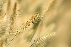 Images Dated 1st September 2005: United States, Virginia, Arlington, Ornamental grass head on diagonal, other out