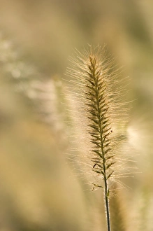 Images Dated 1st September 2005: United States, Virginia, Arlington, Single ornamental grass head, other out of focus