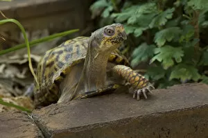 Images Dated 18th June 2006: United States, Virginia, Arlington, box turtle in garden