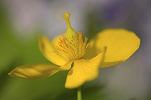 Images Dated 16th April 2006: United States, Virginia, Arlington, closeup of yellow poppy