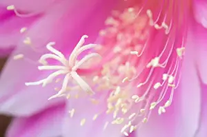 Corey Hilz Prints: United States, Virginia, Arlington Close-up of center of pink cereus blossom
