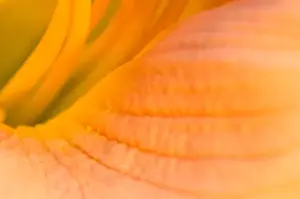 Corey Hilz Prints: United States, Virginia, Arlington Looking inside the center of a pink day lily