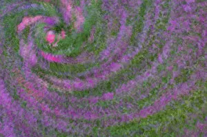 United States, Virginia, Arlington Multiple exposure swirl of purple petunias