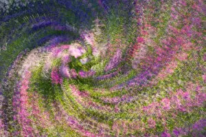 Images Dated 5th September 2005: United States, Virginia, Arlington Multiple exposure swirl of purple petunias, sunlit