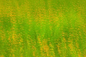 Images Dated 16th August 2005: United States, Virginia, Arlington Multiple exposure of field of orange wildflowers