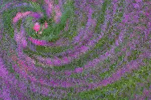 Swirl Prints: United States, Virginia, Arlington Multiple exposure swirl of purple petunias