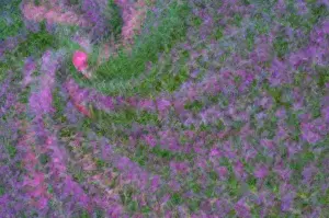 Images Dated 5th September 2005: United States, Virginia, Arlington Multiple exposure swirl of purple petunias