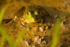 Images Dated 7th July 2005: United States, Virginia, Fairfax, Huntley Meadows Green bullfrog sitting shallow water