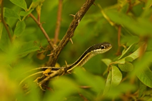 Images Dated 30th July 2005: United States, Virginia, Fairfax, Huntley Meadows Small eastern garter snake
