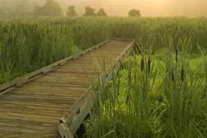 Images Dated 3rd July 2006: United States, Virginia, Fairfax, Huntley Meadows, boardwalk through cattails in fog