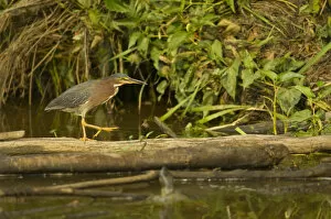 Images Dated 3rd July 2006: United States, Virginia, Fairfax, Huntley Meadows, green heron walking on log