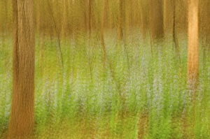 Images Dated 12th April 2006: United States, Virginia, Manassas, Manassas National Battlefield Park, multiple exposure