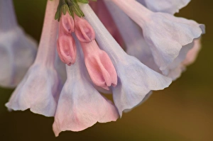 Images Dated 14th April 2006: United States, Virginia, Manassas, Manassas National Battlefield Park, closeup of blue